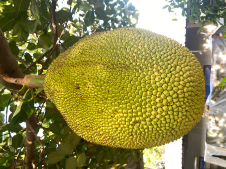 Jackfruit on the tree in the garden. (Jackfruit)の写真素材