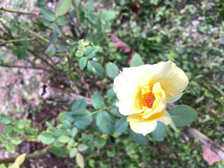 Beautiful yellow rose flower in the garden. Natural floral background.の写真素材