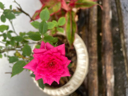 Pink rose in a pot on a wooden table. Selective focus.の写真素材