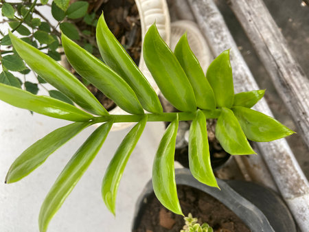 Close-up of a houseplant in a pot on a white backgroundの写真素材