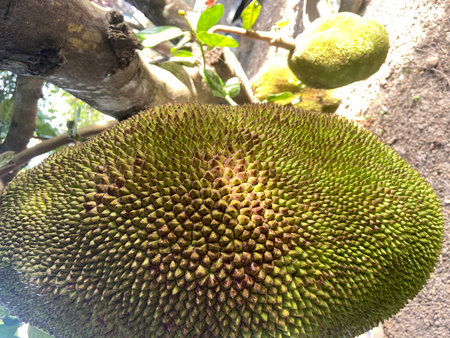 Jackfruit on a tree in the garden. Exotic fruit.の写真素材