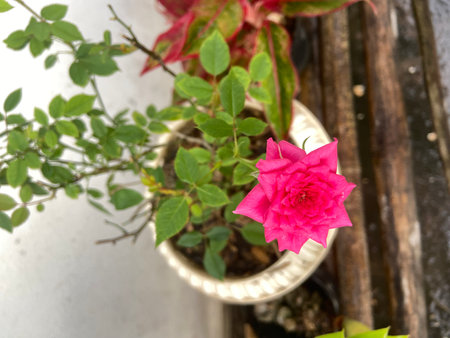 Pink rose in a pot on a wooden table, top view.の写真素材