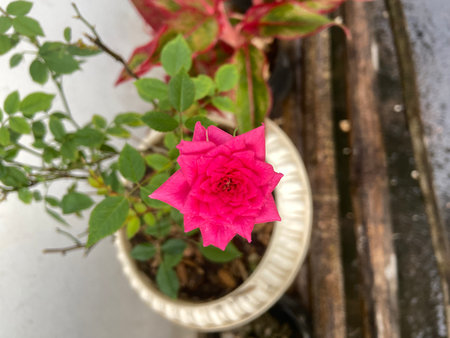 Pink rose flower in a pot on a background of greenery.の写真素材
