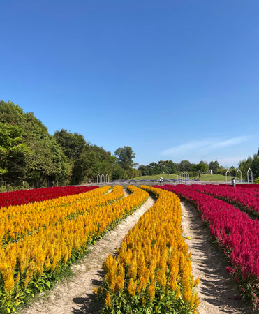 Celosia argentea flower field with blue sky backgroundの写真素材