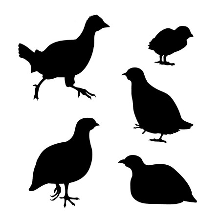 Partridge set of silhouettes vector. Collection of animal icons.のイラスト素材