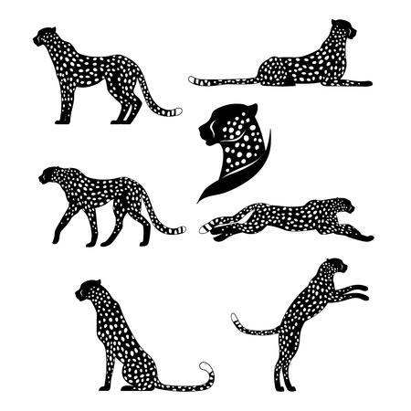 Set of vector graphic cheetahs. Spotted wild cats for your design.のイラスト素材