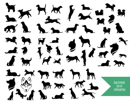 The big vector set of dog breeds silhouettes and icons.のイラスト素材