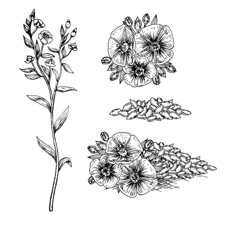 Hand drawn flax flowers and seeds. Pattern in vintage style. Black and white retro bouquet. Drawing line sketch. Can be used in package design. Vector illustration.のイラスト素材