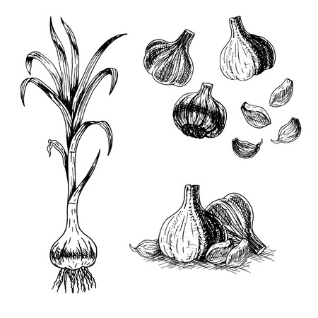 Hand drawn set of garlic. Retro sketches isolated. Vintage collection. Linear graphic design. Black and white image of vegetables. Vector illustration.のイラスト素材