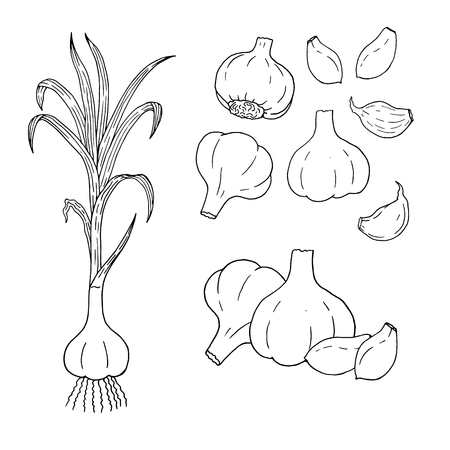 Hand drawn set of garlic. Retro contours isolated. Vintage collection. Linear graphic design. Black and white image of vegetables. Vector illustration.のイラスト素材