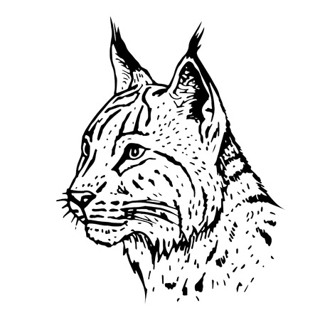 Hand drawn lynx head. Vector illustration.のイラスト素材