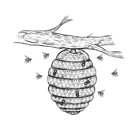 Vector sketch of beehive. Honey set. Hand drawn branch with bees. Isolated sketches. Linear graphic design. Black and white graphic image. Vector illustration.のイラスト素材