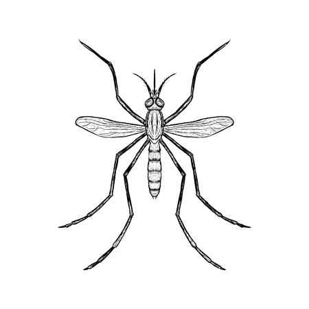 Hand drawn sketch of mosquito. Top view. Vector illustration.のイラスト素材