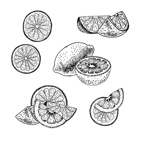Hand drawn set of lemon. Retro isolated sketches. Vintage collection. Linear graphic design. Slices of lemon. Black and white image of fruit. Vector illustration.のイラスト素材
