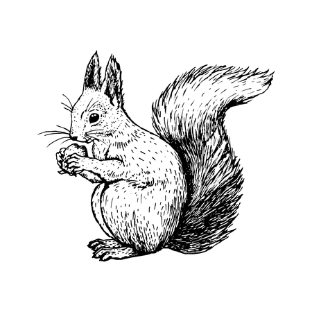 Hand drawn squirrel. Retro realistic animal isolated. Vintage style. Doodle line graphic design. Black and white drawing mammal. Vector sketch. Christmas animal.のイラスト素材