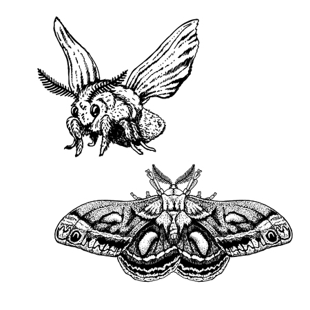 Hand drawn set of moth. Realistic isolated sketch of animal. Line graphic design. Black and white drawing insect. Vector illustration.のイラスト素材