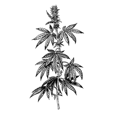 Hand drawn hemp plant with cones. Cannabis branch with leaves. Isolated sketch of marijuana twig. Black and white graphic design. Vector illustration.のイラスト素材