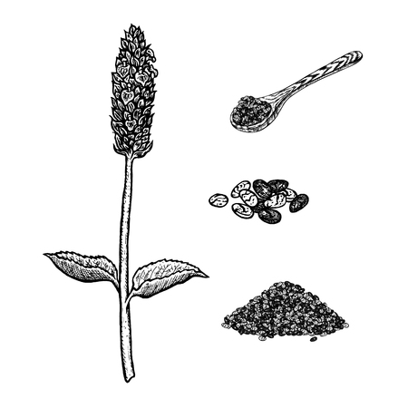 Hand drawn set of chia plant, spoon and seeds.のイラスト素材