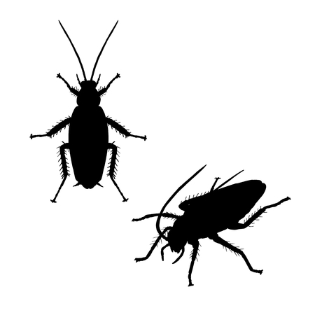 Silhouette of cockroach. Icon of insect. Line graphic design. Black and white image. Vector illustration.のイラスト素材