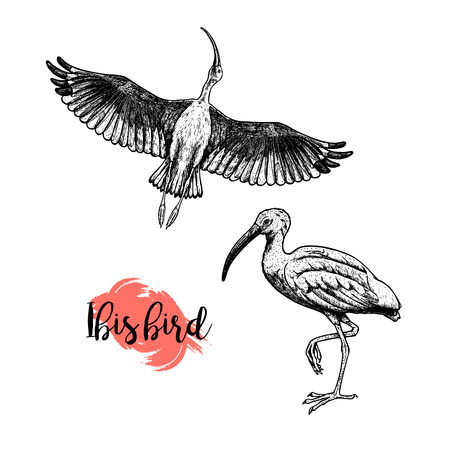Hand drawn ibis. Skethes of birds. Flying and standing ibises. Vintage set. Vector retro illustration.のイラスト素材