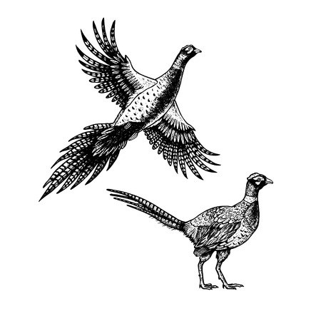 Hand drawn pheasant. Sketches of birds.のイラスト素材