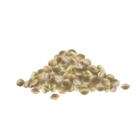 Realistic hemp seeds on white background. Marijuana bunch. Cannabis huddle. Vector illustration.のイラスト素材