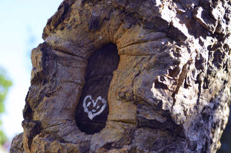 tree of love trunkの写真素材