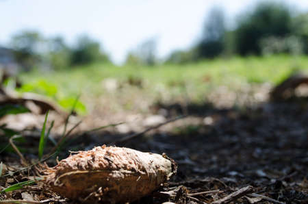 Fieldの写真素材