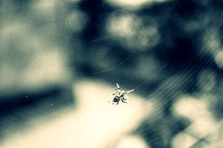 spiderの写真素材