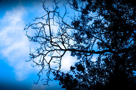 Silhouette skyの写真素材