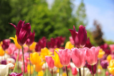 Colorful tulipsの写真素材