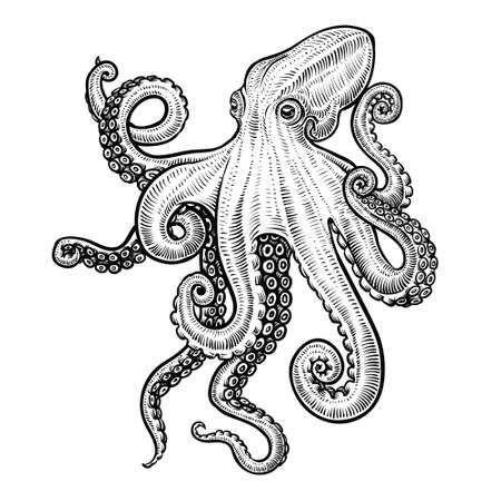 Octopus vector hand drawn illustration.のイラスト素材