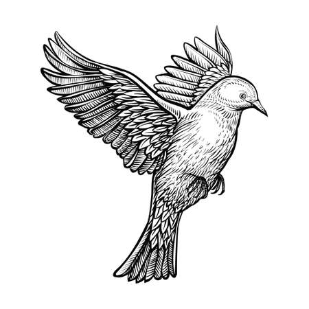 Vector hand drawn flying pigeon. Sketch of white dove.のイラスト素材