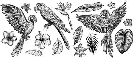 Parrots with tropical flowers, hand drawn line vector collection. Macaw flying parrot and sitting ara. Paradise exotic flowers and leaves. Engraving art design, isolated elements on white backgroundのイラスト素材