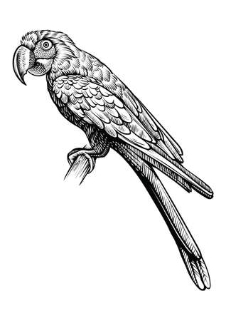 Parrot hand drawn vector illustration. Macaw bird sitting on the branch, line black and white sketch.