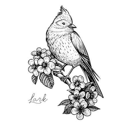 Sitting spring bird on the blooming cherry branch., vintage hand drawn vector illustration.のイラスト素材