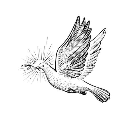 White flying pigeon with olive branch and rays, line sketch. , faith and religious symbol, vector illustration.のイラスト素材