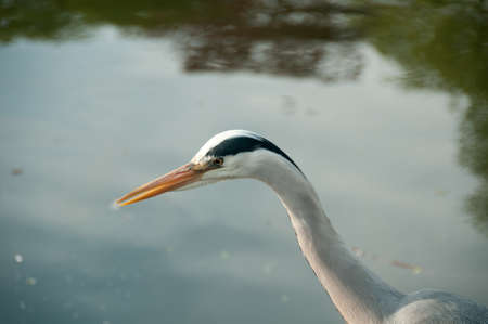Blue Heron standing in waterの写真素材