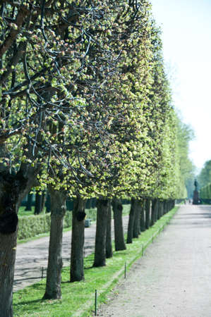 Peterhof  Gardens with the statue of Czar Nicholas at the end of a tree lined path  St  Petersburg, Russiaの写真素材