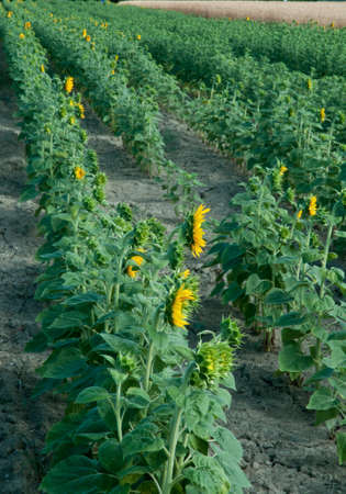 farmers field of sunflowers, during drought conditions with wheat field in the backgroundの写真素材