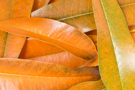 leaf Cerbera odollamの写真素材