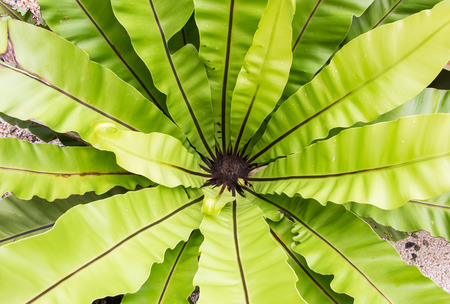 Green leaves texture.