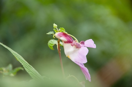 Parrot candle flower in Doi Luang chiang dao, Thailandの写真素材