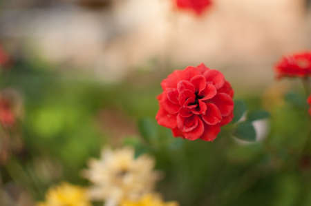 Close-up beautiful red rose flowerの写真素材