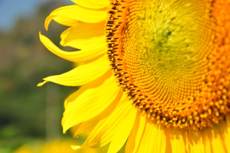 sunflowerの写真素材