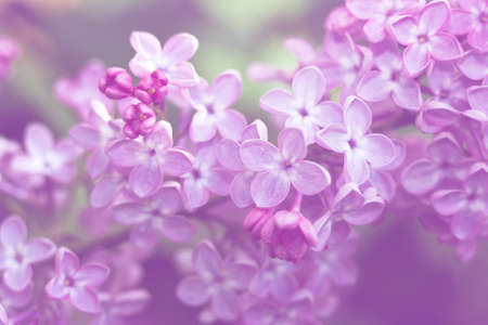 Close-up image of spring lilac violet flowers, abstract soft floral backgroundの写真素材