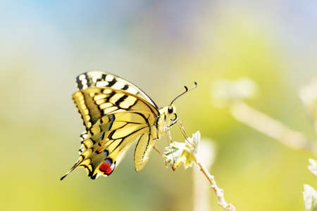 Colorful  butterfly sitting on  flowerの写真素材
