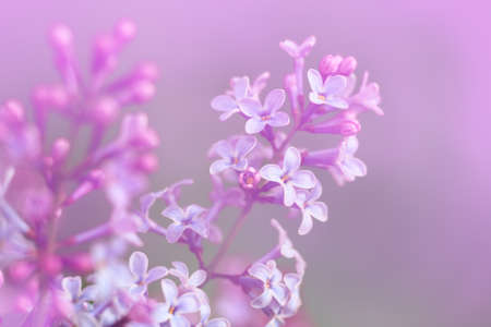Close-up image of spring lilac violet flowers, abstract soft floral backgroundの写真素材
