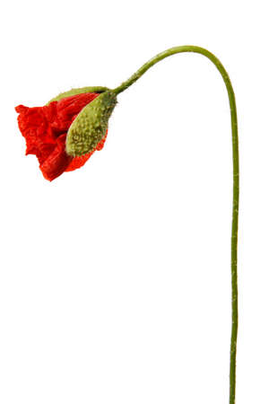 Single red poppy flower bud isolated on white background.の写真素材