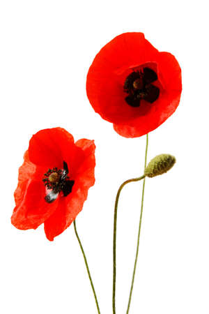 Red poppy flowers isolated on white backgroundの写真素材